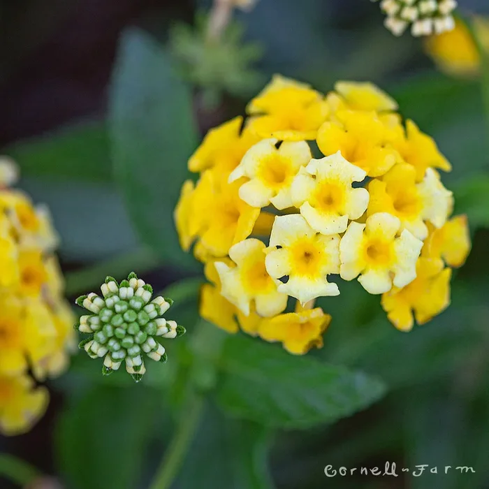 Lantana Chapel Hill Yellow 1gal