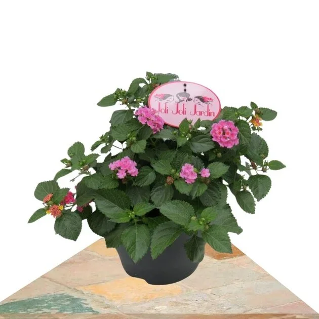LANTANA FUCSIA 40CM