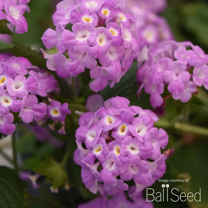 Lantana Purple Falls 4.25in CF