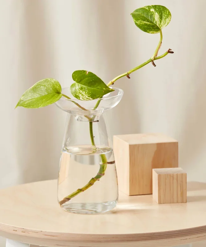 Large KINTO Propagation Vase
