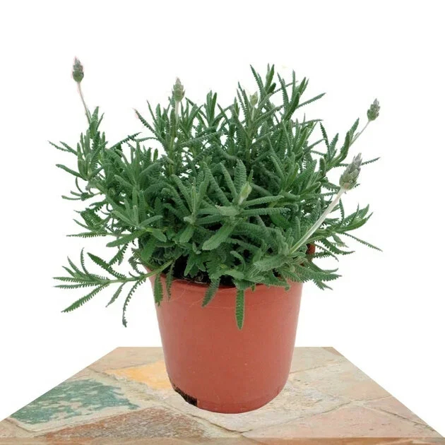 LAVANDA 30CM (LAVANDULA ANGUSTIFOLIA)