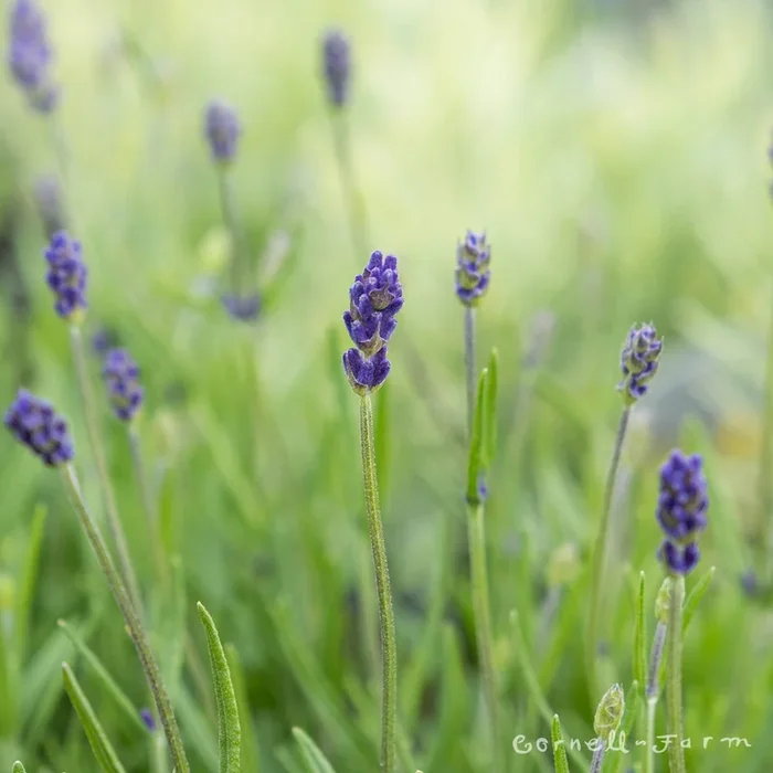 Lavandula ang Avignon Early Blue 1gal Lavender