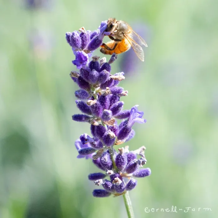 Lavandula ang. Hidcote 4in English Lavender