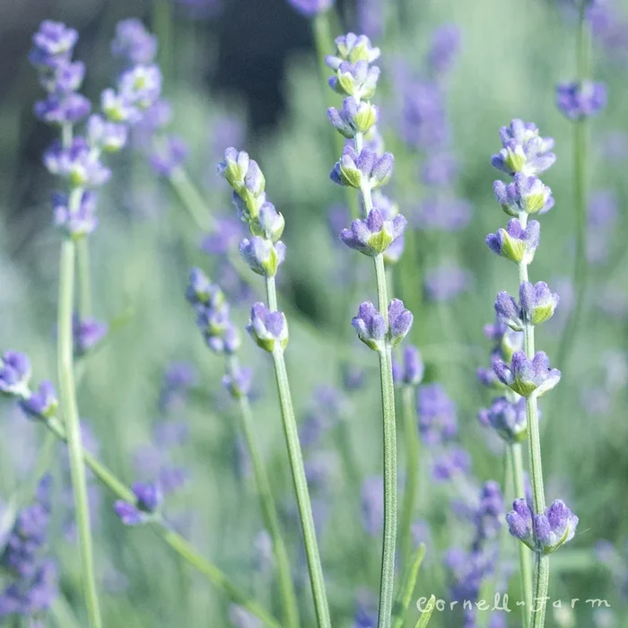 Lavandula ang Munstead 4in English Lavender
