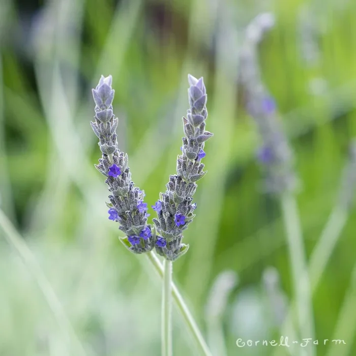 Lavandula Goodwin Creek 1gal Lavender
