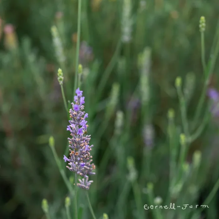 Lavandula Grosso 2gal Lavender