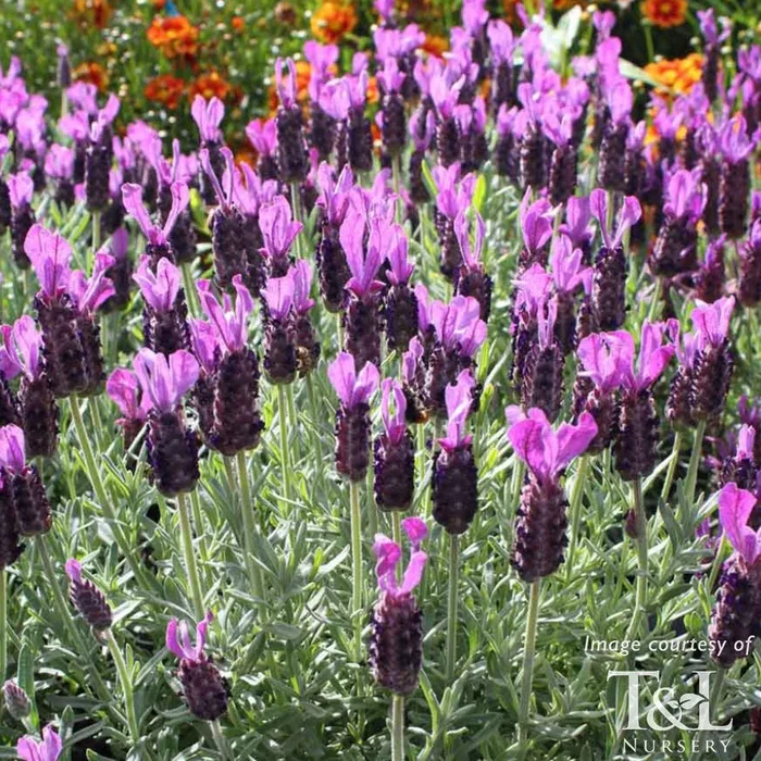 Lavandula La Diva Big Night 4in Spanish Lavender