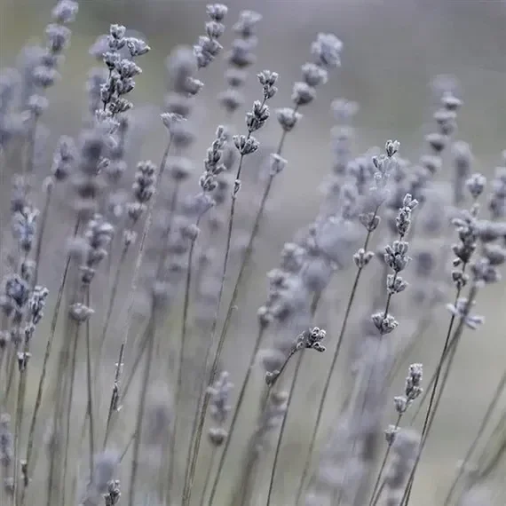 Lavandula Platinum Blonde Perennial Plant 9cm Pot – Set of 3