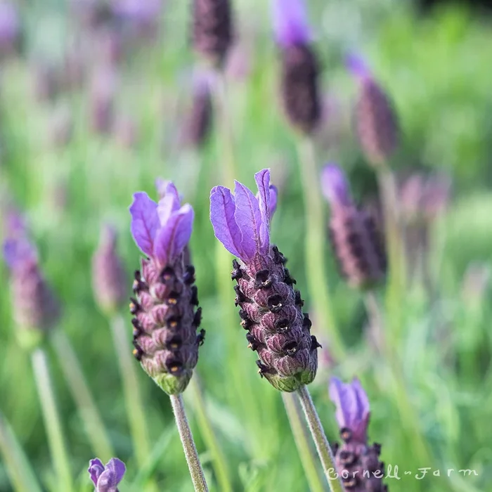Lavandula sp Otto Quast 4in Lavender