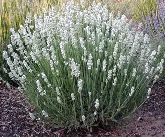 Lavandula ‘White’ Lavender
