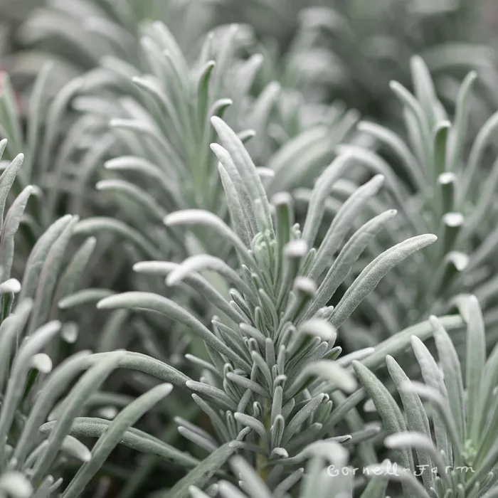 Lavandula x intermedia Sensational 1gal Lavender