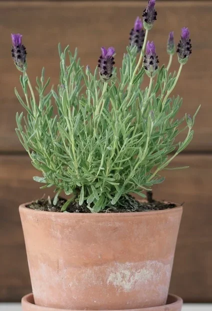 Lavender ‘Little Silver Posie Purple’