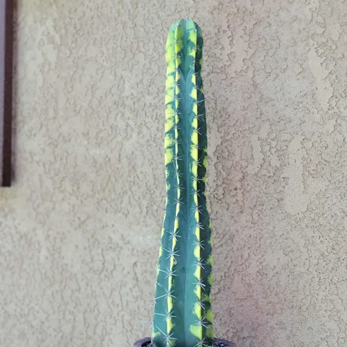 Lemaireocereus pruinosus variegata
