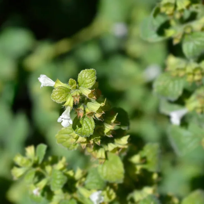 Lemon Balm 9cm Pot Plants | Melissa officinalis