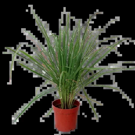 Lemongrass Cymbopogon citratus 香茅草