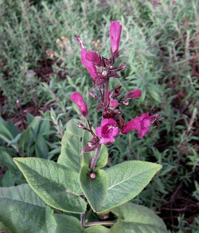 Lepechinia hastata –Baja Pitcher Sage–