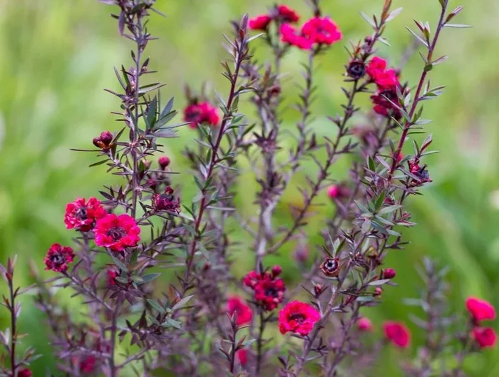 Leptospermum ‘Dwarf Tea Tree Burgundy’