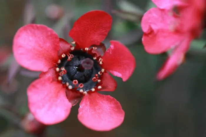Leptospermum ‘Wiri Donna’ Tea Tree 6″ Pot