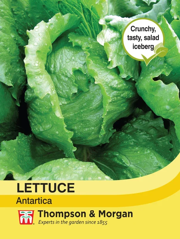 Lettuce Antartica- Pack of seeds