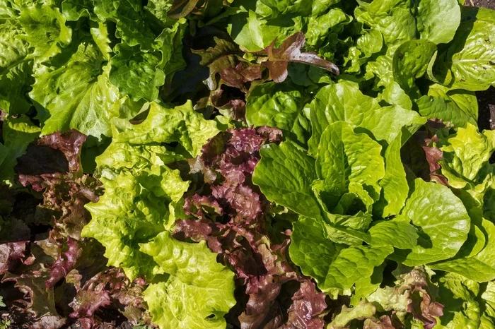 Lettuce ‘Heirloom Mix’ 4″ Pot