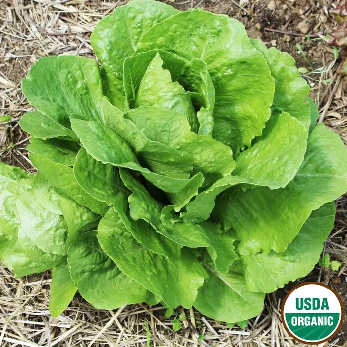 Lettuce, Parris Island Organic Seeds, 1.2g