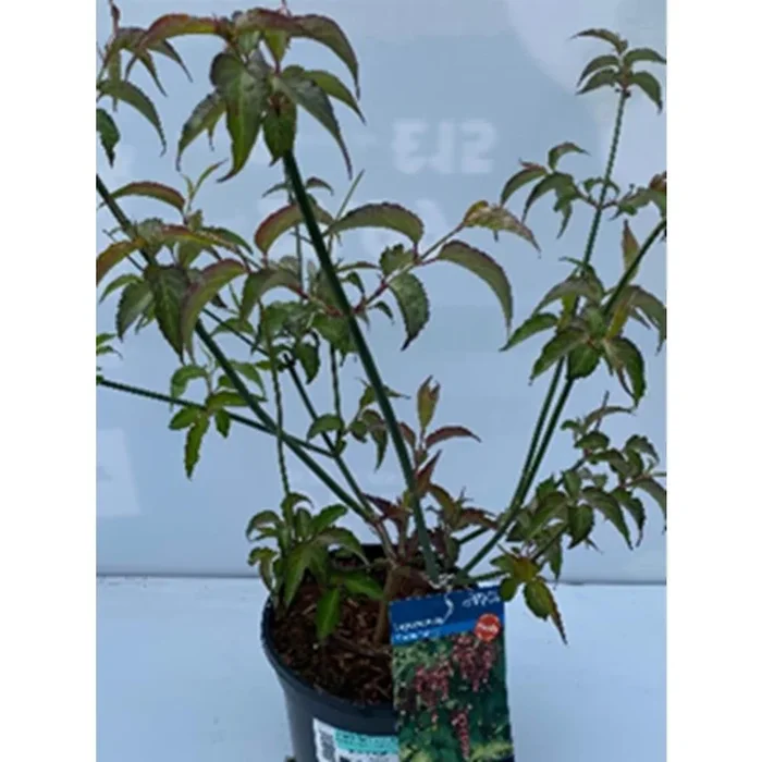 Leycesteria Formosa Purple Rain