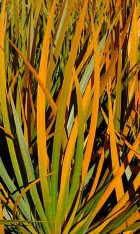 Libertia ixioides