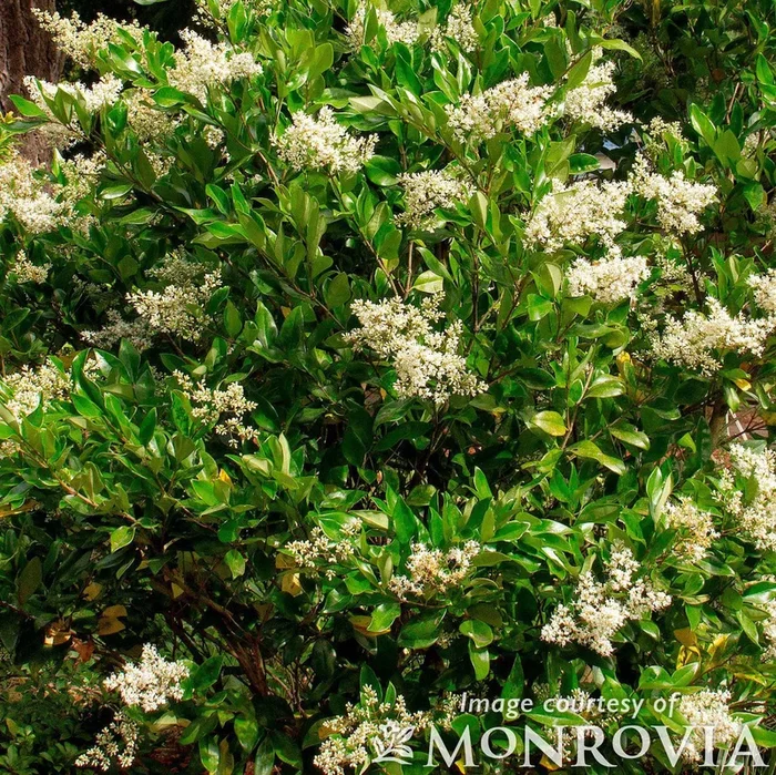 Ligustrum texanum Spiral Topiary 15gal Waxleaf privet