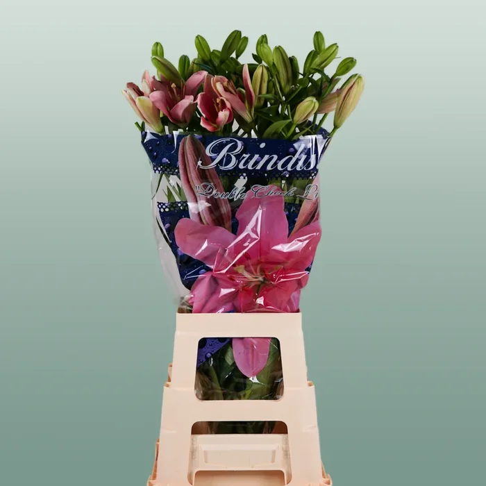 Lily Brindisi (LA) (10 Stems)