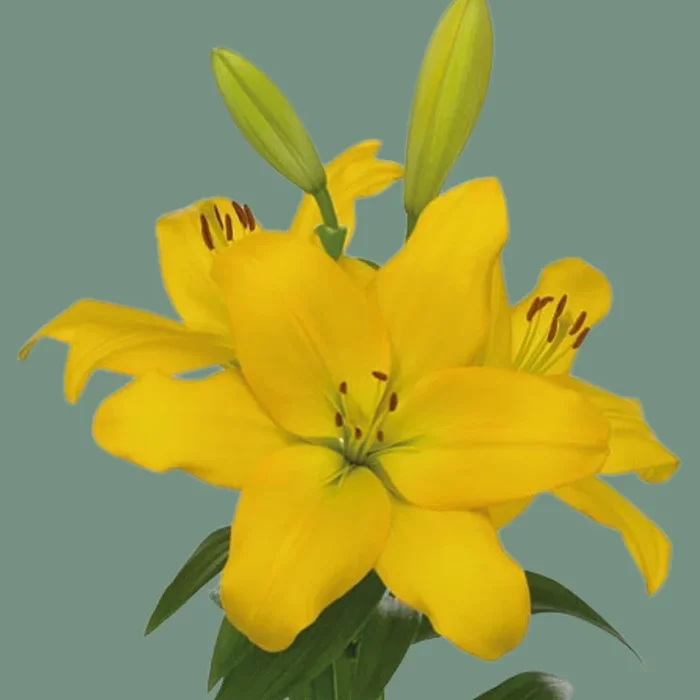 Lily Nashville (LA) (10 Stems)