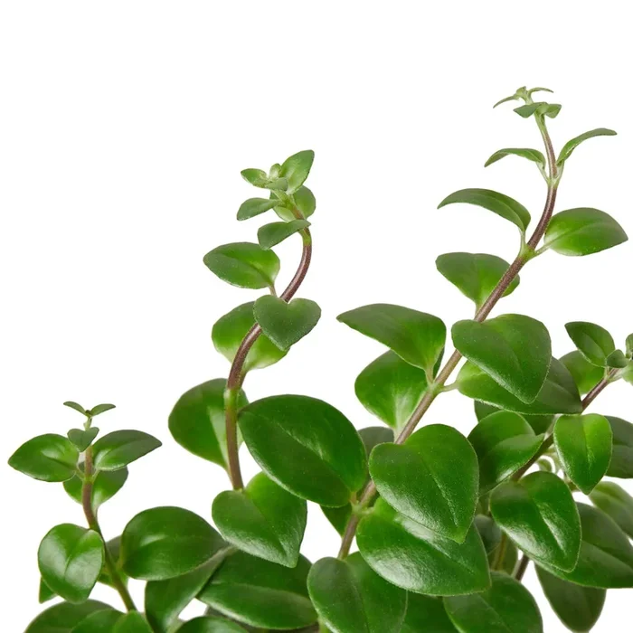 Lipstick Plant – 6″ Pot – NURSERY POT ONLY