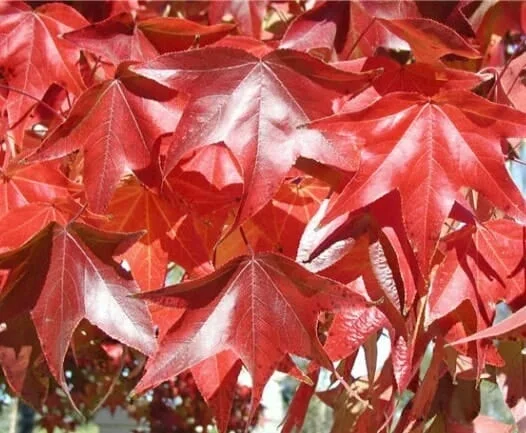 Liquidambar ‘Burgundy’ Sweetgum