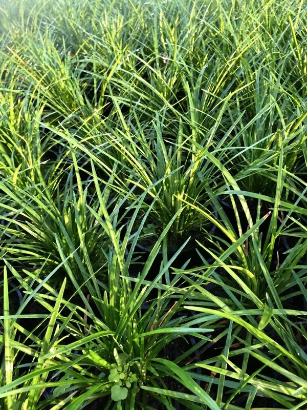 Liriope ‘Elmarco’