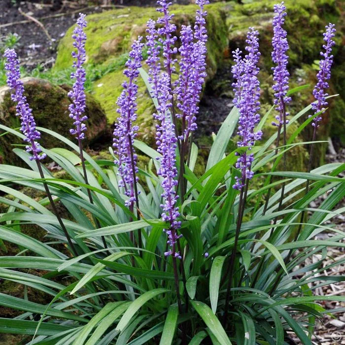 Liriope ‘Evergreen Giant’ 3″ Pot (Pack of 10)