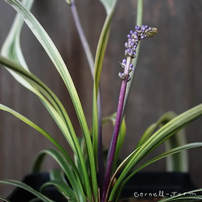 Liriope m. Silvery Sunproof 4in lilyturf