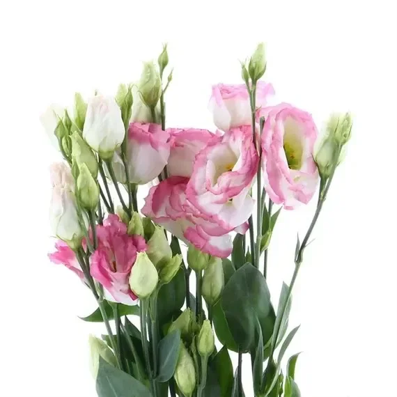 Lisianthus (x 4 Individual Stems) – Pink and White