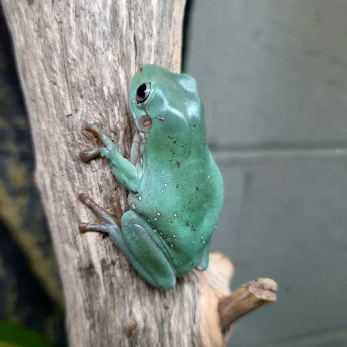 Litoria caerulea – White’s Tree Frog