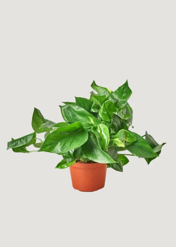 LIVE Golden Pothos Potted Plant in 6″ Pot