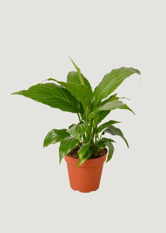 LIVE Peace Lily Plant in 4″ Pot