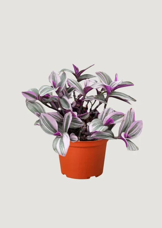 LIVE Purple and Green Tradescantia Houseplant in 6″ Pot
