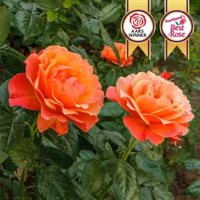 Livin’ Easy™ Floribunda Rose