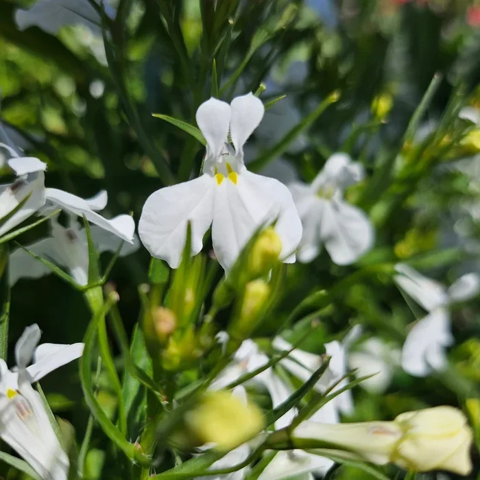 Lobelia ‘California White’