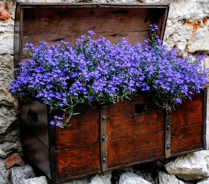 Lobelia ‘Midnight Blue’ 4″ Pot