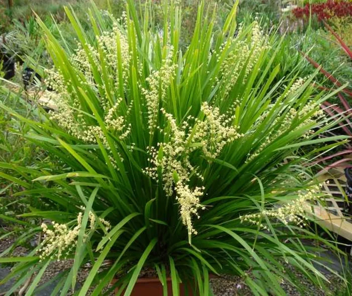 Lomandra hystrix ‘Tropicbelle’