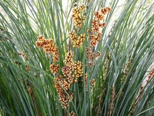 Lomandra ‘Seascape’