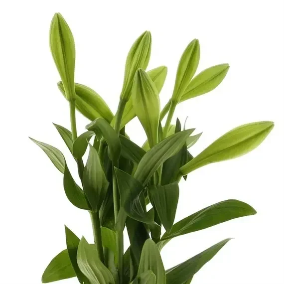 Longi Lily (x 3 Individual Stems) – White