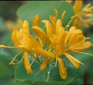 Lonicera flava –Yellow Honeysuckle–