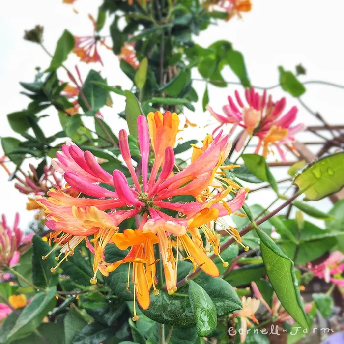 Lonicera x h. Goldflame 5gal ST
