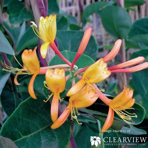 Lonicera x Mandarin 1gal Honeysuckle