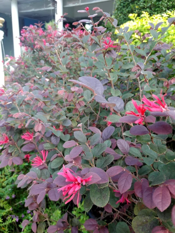 Loropetalum ‘Purple Prince’